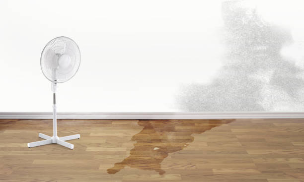Best Water damage mitigation services  in New Milford, NJ